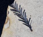Metasequoia occidentalis CHANEY 1951 - Bild © FossNet FossilienStore